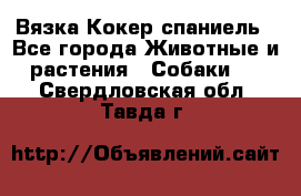 Вязка Кокер спаниель - Все города Животные и растения » Собаки   . Свердловская обл.,Тавда г.